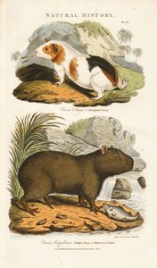 خنزير غينيا وكابيبارا