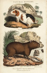 Guinea pig and capybara - Guinea pig, Cavia porcellus, and capybara, Hydrochoerus hydrochaeris. Handcoloured copperplate engraving after Sydenham Edwards from John Mason Good