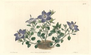 جريس مشعر الأوراق ، موطنه إيطاليا - مياه قوية بقلم S. Watts من رسم توضيحي لسارة آن دريك (1803-1857) ، من السجل النباتي