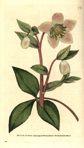 Hellebore (ellebore) livid or black - Livid or purple hellebore, Helleborus lividus. Handcolured copperplate engraving after a botanical illustration by James Sowerby from William Curtis