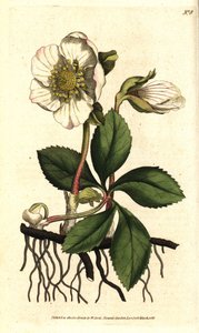 Hellebore (ellebore) noir ou rose de Noel - وردة عيد الميلاد أو خربق أسود ، Helleborus niger. نقش على لوح نحاسي ملون يدويًا بعد رسم توضيحي نباتي بقلم سيدنهام إدواردز من مجلة ويليام كيرتس النباتية ، لامبيث مارش ، لندن بواسطة سيدنهام تيست إدواردز