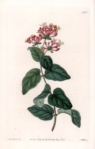 Herb variete - لوحة محفورة بواسطة S. Watts ، من رسم توضيحي لسارة Anne Drake (1803-1857) ، من السجل النباتي لسيدنهام إدواردز (1768-1819) ، إنجلترا بواسطة سيدنهام تيست إدواردز