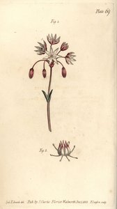 Hermaphrodite flower with seven pistilla, Heptagynia, Septas capensis. Handcoloured copperplate engraving by F. Sansom of a botanical illustration by Sydenham Edwards for William Curtis