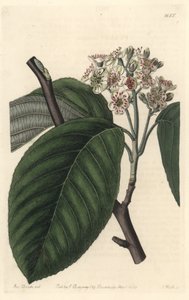 Himalayan Mountain ash - S. Watts Strong Water from an illustration by Sarah Anne Drake (1803-1857), from the Botanical Register بواسطة سيدنهام تيست إدواردز