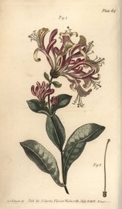 صريمة الجدي ، Lonicera caprifolium ، Monogynia. نقش على لوح نحاسي ملون يدويًا من قبل ف.