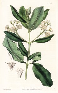 الخشب الهندي - شجرة رم خليج ، Pimenta racemosa (شجرة القرنفل البرية ، Myrcia acris) ، موطنها منطقة البحر الكاريبي. نقش على لوح نحاسي ملون يدويًا بواسطة Swan بعد رسم توضيحي لسيدنهام إدواردز من "" مجلة صمويل كيرتس النباتية "، لندن