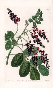 Indigofera Variete - لوحة محفورة بواسطة S. Watts ، من رسم توضيحي لسارة Anne Drake (1803-1857) ، من السجل النباتي لسيدنهام إدواردز (1768-1819) ، إنجلترا بواسطة سيدنهام تيست إدواردز