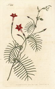 Ipomee quamoclite or quamoclite pennee or ipomee a red leaf - Cypress vine or winged leaved ipomoea, Ipomoea quamoclit. Handcoloured copperplate engraving by Sansom after an illustration by Sydenham Edwards rom William Curtis