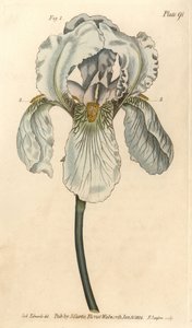 Iris florentina, Iris germanica nothovar. Handcoloured copperplate engraving by F. Sansom of a botanical illustration by Sydenham Edwards for William Curtis