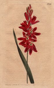 Ixia crimson or stale flower, dark ecarlate color. Crimson ixia or spreading-flowered ixia with deep crimson flowers. Ixia patens. Handcolored copperplate engraving from a botanical illustration by Sydenham Edwards from William Curtis