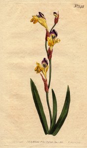 يحتوي Ixia على كورولا ringente من اللون الأصفر الأرجواني والبني. ixia Ringent مع الزهور الصفراء والأرجوانية والبنية. Ixia ذو لونين. نقش على لوح نحاسي ملون يدويًا من رسم نباتي رسمه سيدنهام إدواردز من "" مجلة نباتات ويليام كيرتس "" بواسطة سيدنهام تيست إدواردز