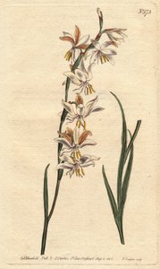 Ixia has white, yellow and orange veins. Nodding flowered ixia with white, orange and yellow veined flowers. Ixia radiata. Handcolored copperplate engraving from a botanical illustration by Sydenham Edwards from William Curtis