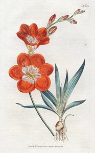 Ixie orangee - الطباعة الحجرية بواسطة Sydenham Edwards (1768-1819) ، لوحة من مجلة William Curtis النباتية (1746-1799) بواسطة سيدنهام تيست إدواردز