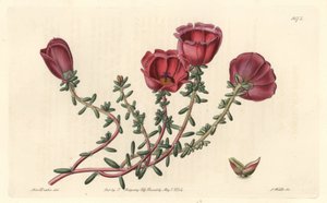Large-flowered purslane or eleven-hour knight, native to Chile - S. Watts strong water from an illustration by Sarah Anne Drake (1803-1857), from the Botanical Register