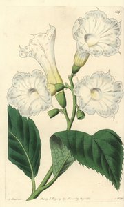 Large flower cordia - large-flowered cordia, Cordia grandiflora. Handcoloured copperplate engraving by S. Watts after an illustration by M. Hart from Sydenham Edwards