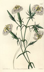 قرنفل لبنان (الأنواع المعرضة للخطر) - وردي لبنان ، Dianthus libanotis. الأنواع المهددة بالإنقراض. نقش على لوح نحاسي ملون يدويًا بواسطة S. Watts بعد رسم توضيحي من الآنسة سارة دريك من سجل نباتات سيدنهام إدواردز ، ريدجواي ، لندن بواسطة سيدنهام تيست إدواردز