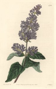 ليلك المجر - ماء قوي بواسطة S. Watts من رسم توضيحي لسارة آن دريك (1803-1857) ، من السجل النباتي بواسطة سيدنهام تيست إدواردز