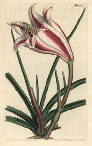 ليلي فاريتي - زنبق ساحل كيب ، Crinum ornatum (أمارلس أورناتا). نقش على لوح نحاسي ملون يدويًا بواسطة F. Sansom Jr. بعد رسم توضيحي لسيدنهام إدواردز من مجلة William Curtis النباتية ، T. Curtis ، لندن بواسطة سيدنهام تيست إدواردز