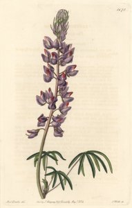 ترمس بأوراق ضيقة - ماء قوي بواسطة S. Watts من رسم توضيحي لسارة آن دريك (1803-1857) ، من السجل النباتي بواسطة سيدنهام تيست إدواردز