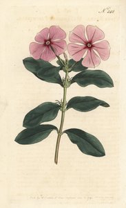 Madagascar Periwinkle - Madagascar periwinkle, Catharanthus roseus (Vinca rosea). Handcoloured copperplate engraving by Sansom after an illustration by Sydenham Edwards rom William Curtis