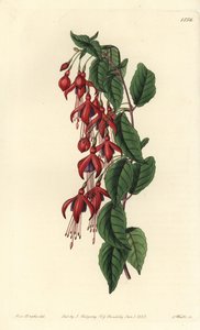 فوشيا ماجلان - طائر الطنان فوشيا ، فوشيا ماجلانيكا (فوشيا مزهر بالبالون ، فوشيا كروي). نقش على لوح نحاسي ملون يدويًا بواسطة S. Watts بعد رسم توضيحي من الآنسة سارة دريك من سجل نباتات سيدنهام إدواردز ، ريدجواي ، لندن بواسطة سيدنهام تيست إدواردز