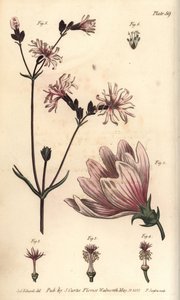 Mallow, Malva sylvestris, Monadelphia بواسطة سيدنهام تيست إدواردز