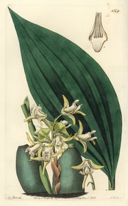 أوركيد Maxillaria palmifolia (أصفر شاحب للفك العلوي وفك لون الفكين). نقش على لوح نحاسي ملون يدويًا بواسطة S. Watts بعد رسم توضيحي بواسطة M. Hart من سجل نباتات سيدنهام إدواردز ، ريدجواي ، لندن بواسطة سيدنهام تيست إدواردز
