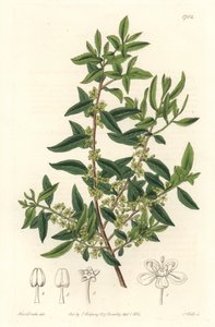 Maytenus boaria (maiten), endemic to Central and South America - Strong water by S. Watts from an illustration by Sarah Anne Drake (1803-1857), from the Botanical Register بواسطة سيدنهام تيست إدواردز