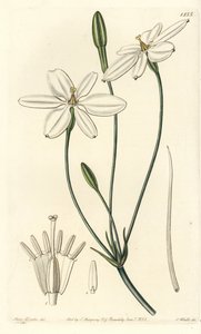 Mexican Star - Mexican star or snow-white milla, Milla biflora. Handcoloured copperplate engraving by S. Watts after an illustration by Miss Sarah Drake from Sydenham Edwards