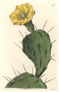 Monacanth Pactus ، صبار مزهر ، موطنه أمريكا الجنوبية - ماء قوي بواسطة S. Watts من رسم توضيحي لسارة آن دريك (1803-1857) ، من السجل النباتي