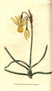 Narcissus - Reflexed daffodil, Narcissus triandrus. Handcolured copperplate engraving after a botanical illustration by James Sowerby from William Curtis