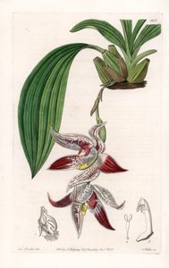الأوركيد: Paphinia cristata ، موطنه الأمازون - لوحة محفورة بواسطة S.Watts ، من رسم إيضاحي لسارة آن دريك (1803-1857) ، من السجل النباتي لسيدنهام إدواردز (1768-1819) ، إنجلترا بواسطة سيدنهام تيست إدواردز