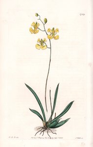 Orchid: Variete Tolumnia guianensis, endemic to Haiti and Santo Domingo - Plate engraved by S.Watts, from an illustration by Sarah Anne Drake (1803-1857), from the Botanical Register of Sydenham Edwards (1768-1819), England بواسطة سيدنهام تيست إدواردز