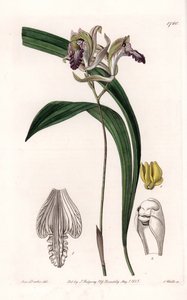 الأوركيد: مجموعة متنوعة من Bletia of America - لوحة محفورة بواسطة S.Watts ، من رسم توضيحي لسارة آن دريك (1803-1857) ، من السجل النباتي لسيدنهام إدواردز (1768-1819) ، إنجلترا بواسطة سيدنهام تيست إدواردز