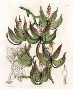 Orchid: Variety of Cycnoche - Engraved board by S.Watts, from an illustration by Sarah Anne Drake (1803-1857), from the Botanical Register of Sydenham Edwards (1768-1819), England