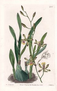 الأوركيد: إبيدندري غريل - لوحة محفورة بواسطة S.Watts ، من رسم توضيحي لسارة آن دريك (1803-1857) ، من السجل النباتي لسيدنهام إدواردز (1768-1819) ، إنجلترا بواسطة سيدنهام تيست إدواردز