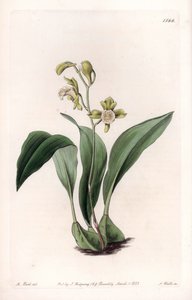 الأوركيد: عناقيد الفك العلوي - لوحة محفورة بواسطة S.Watts ، من رسم توضيحي لسارة آن دريك (1803-1857) ، من السجل النباتي لسيدنهام إدواردز (1768-1819) ، إنجلترا بواسطة سيدنهام تيست إدواردز