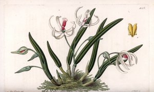 Orchid: miniature variety of leptotes - Plate engraved by S.Watts, from an illustration by Sarah Anne Drake (1803-1857), from the Botanical Register of Sydenham Edwards (1768-1819), England بواسطة سيدنهام تيست إدواردز