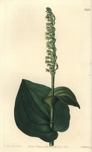 الأوركيد variete - Gennaria diphylla (herminium ذو الأوراق القلبية ، Herminium cordatum). نقش على لوح نحاسي ملون يدويًا بواسطة S. Watts بعد رسم توضيحي من الآنسة سارة دريك من سجل نباتات سيدنهام إدواردز ، ريدجواي ، لندن بواسطة سيدنهام تيست إدواردز