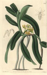 Orchid variete Saccolabium - Acampe praemorsa orchid (Pimpled saccolabium, Saccolabium papilosum). Handcoloured copperplate engraving by S. Watts after an illustration by M. Hart from Sydenham Edwards