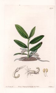 الأوركيد: variete de camphylocentrum - لوحة محفورة بواسطة S.Watts ، من رسم توضيحي لسارة آن دريك (1803-1857) ، من السجل النباتي لسيدنهام إدواردز (1768-1819) ، إنجلترا بواسطة سيدنهام تيست إدواردز