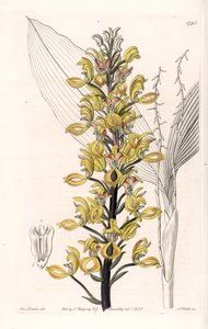 Orchid: variete of govenia - Plate engraved by S.Watts, from an illustration by Sarah Anne Drake (1803-1857), from the Botanical Register of Sydenham Edwards (1768-1819), England بواسطة سيدنهام تيست إدواردز