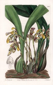 Orchid: variete of maxillaria, native to South America - Plate engraved by S.Watts, based on an illustration by Sarah Anne Drake (1803-1857), from the Botanical Register of Sydenham Edwards (1768-1819), England بواسطة سيدنهام تيست إدواردز