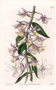 الأوركيد: مجموعة متنوعة من Dendrobium ، موطنها آسيا - لوحة محفورة بواسطة S. Watts ، من رسم إيضاحي لسارة آن دريك (1803-1857) ، من السجل النباتي لسيدنهام إدواردز (1768-1819) ، إنجلترا بواسطة سيدنهام تيست إدواردز