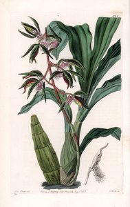 الأوركيد: مجموعة متنوعة من catasetum ، تسمى الملتحي - لوحة محفورة بواسطة S.Watts ، من رسم إيضاحي لسارة آن دريك (1803-1857) ، من السجل النباتي لسيدنهام إدواردز (1768-1819) ، إنجلترا بواسطة سيدنهام تيست إدواردز