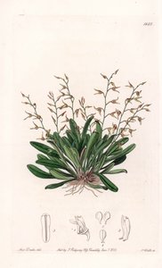 الأوركيد: مجموعة متنوعة من البيدندري - لوحة محفورة بواسطة S.Watts ، من رسم إيضاحي لسارة آن دريك (1803-1857) ، من السجل النباتي لسيدنهام إدواردز (1768-1819) ، إنجلترا بواسطة سيدنهام تيست إدواردز