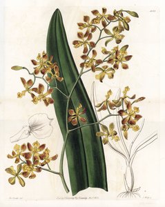 Orchid: variety of epidendrum - Plate engraved by S.Watts, from an illustration by Sarah Anne Drake (1803-1857), from the Botanical Register of Sydenham Edwards (1768-1819), England بواسطة سيدنهام تيست إدواردز