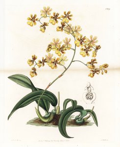 Orchid: variety of epiphytic oncidium of Brazil - Plate engraved by S. Watts, from an illustration by Sarah Anne Drake (1803-1857), from the Botanical Register of Sydenham Edwards (1768-1819), England