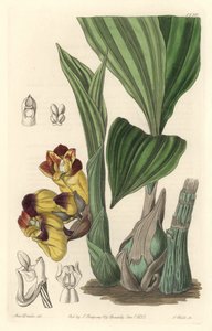 Orchidee Acanthephippium bicolor, originally from Sri Lanka - Water by S. Watts from an illustration by Sarah Anne Drake (1803-1857), from the Botanical Register