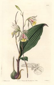 Orchidee ، American Bletia - Water Forte بواسطة S. Watts من رسم توضيحي بواسطة T. Holland ، من السجل النباتي بواسطة سيدنهام تيست إدواردز